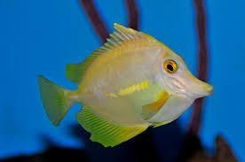 Types of Disease So you have noticed a change in your fishes behaviour, feeding habits and/or colouration. That's great (well not for your fish) but you now know it could have a disease or illness.
