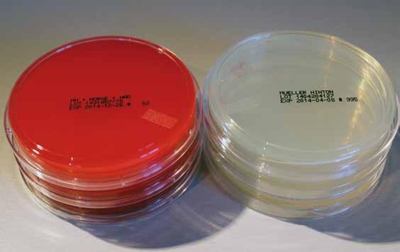 For streptococci, the EUCAST recommends MH-F agar (Mueller-Hinton agar with 5 % horse