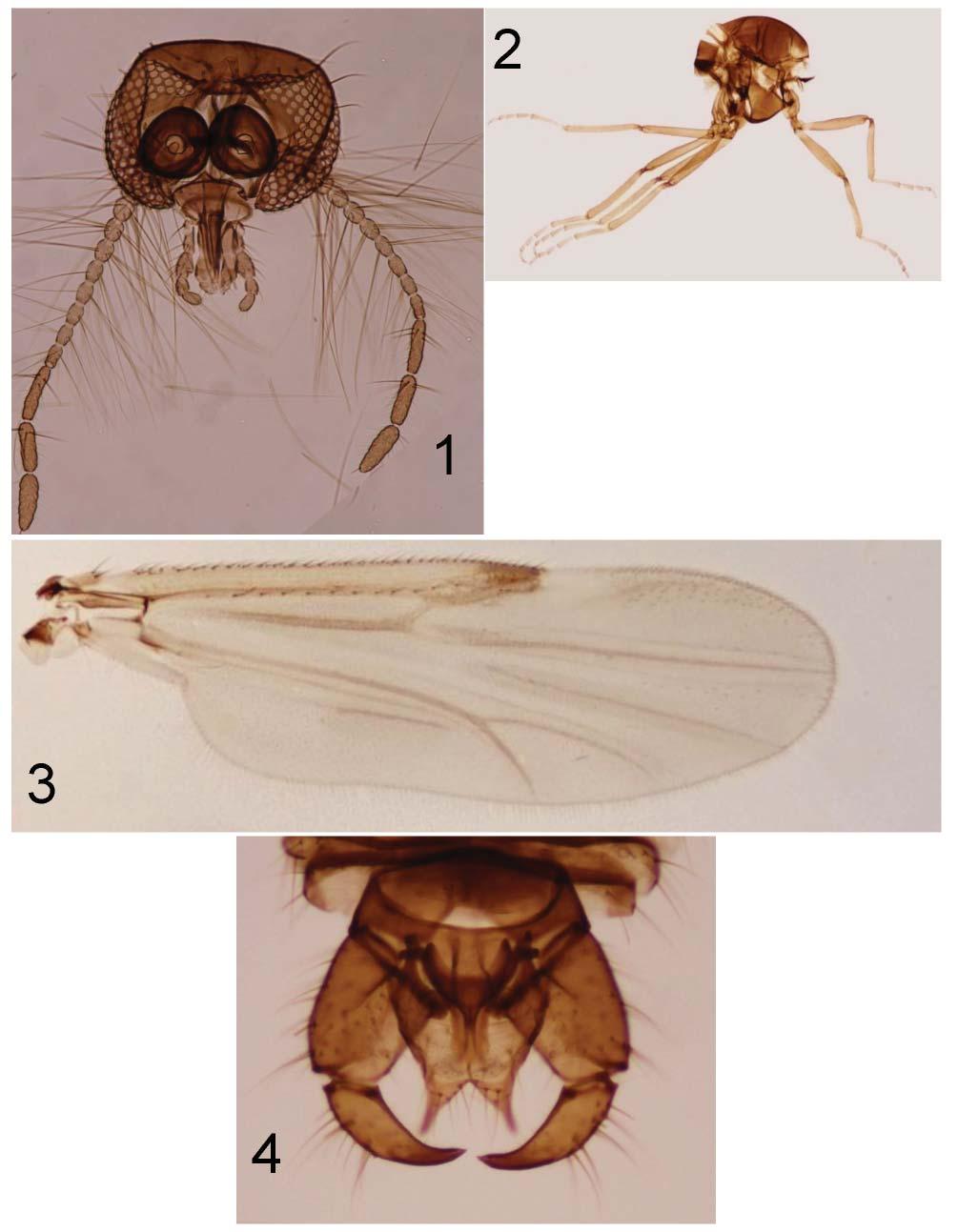 A REVISION OF THE BITING MIDGES INSECTA MUNDI 0441, August 2015 15 Figures 1 4.