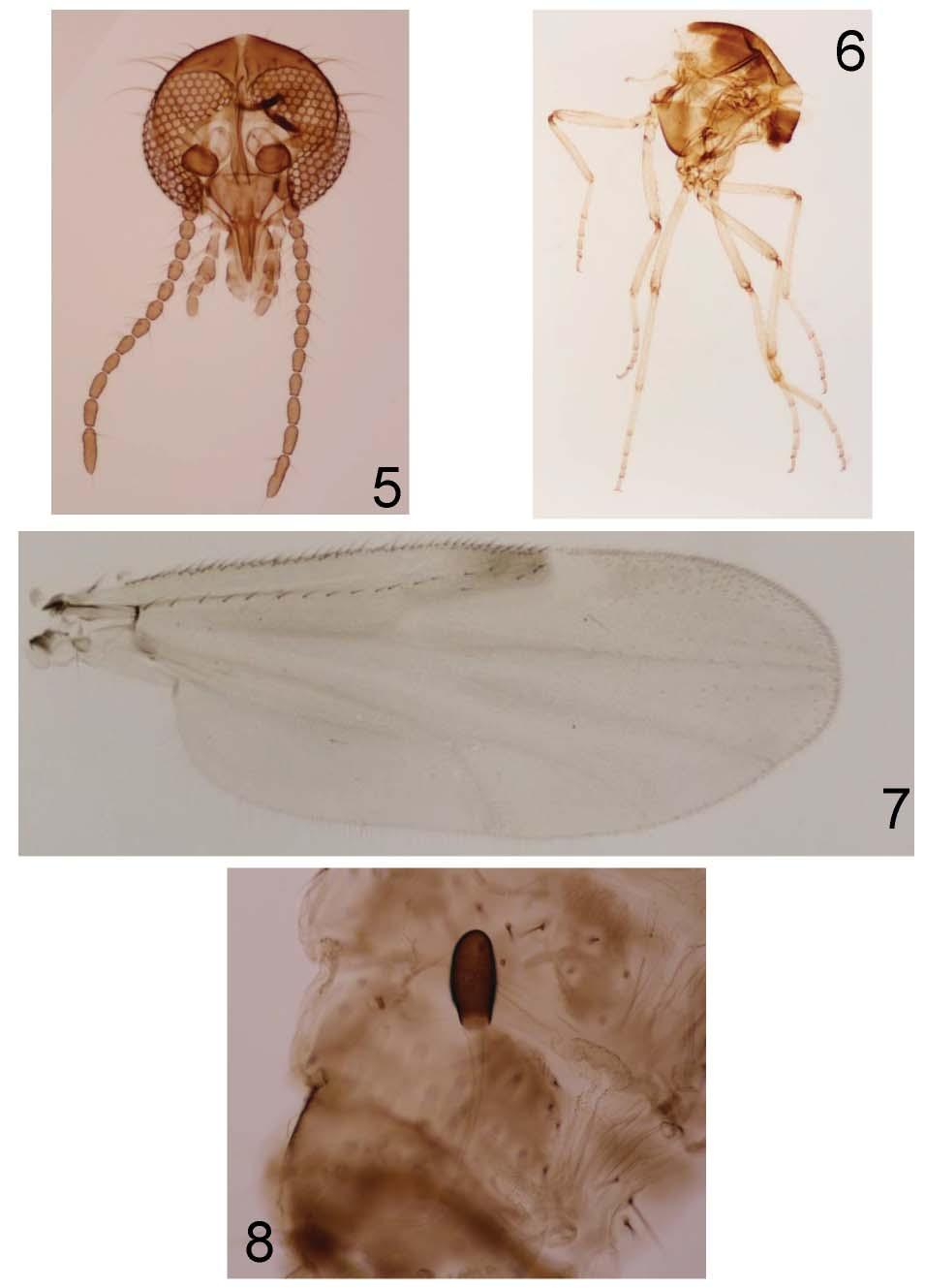 16 INSECTA MUNDI 0441, August 2015 GROGAN AND LYSYK Figures 5 8. Culicoides shemanchuki n. sp.