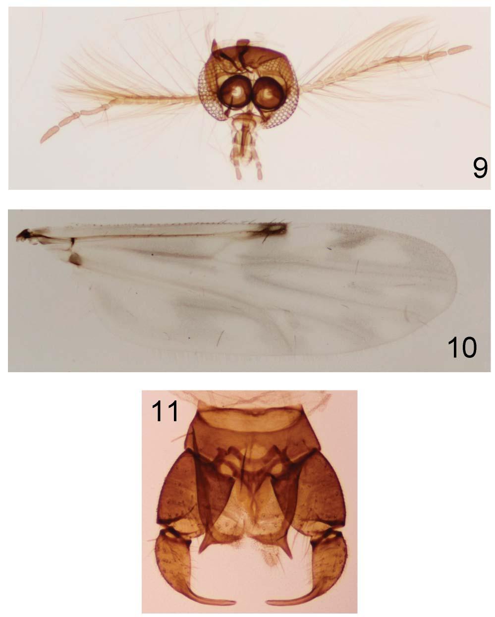 A REVISION OF THE BITING MIDGES INSECTA MUNDI 0441, August 2015 17 Figures 9 11.