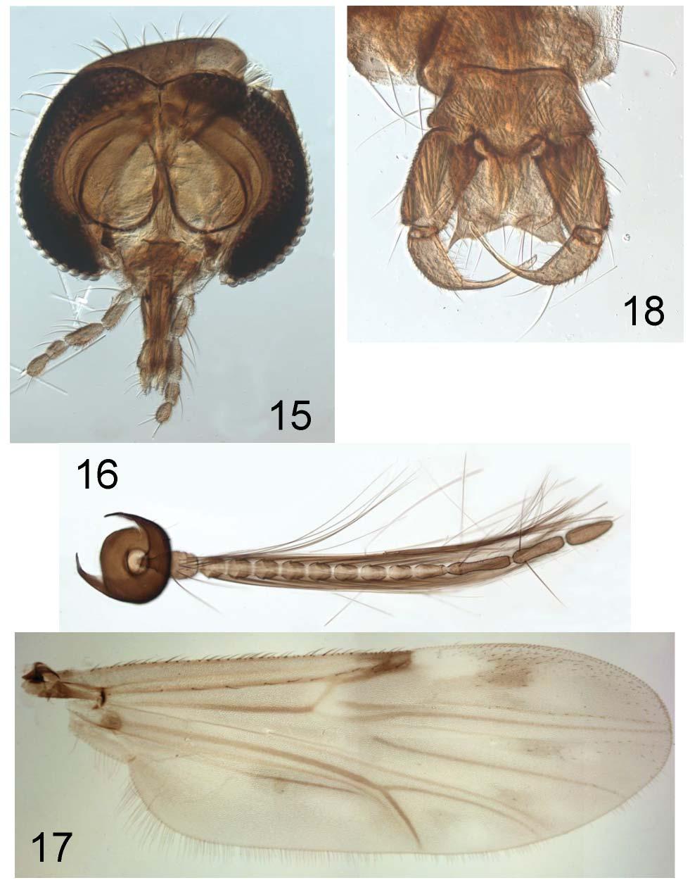 A REVISION OF THE BITING MIDGES INSECTA MUNDI 0441, August 2015 19 Figures 15 18.