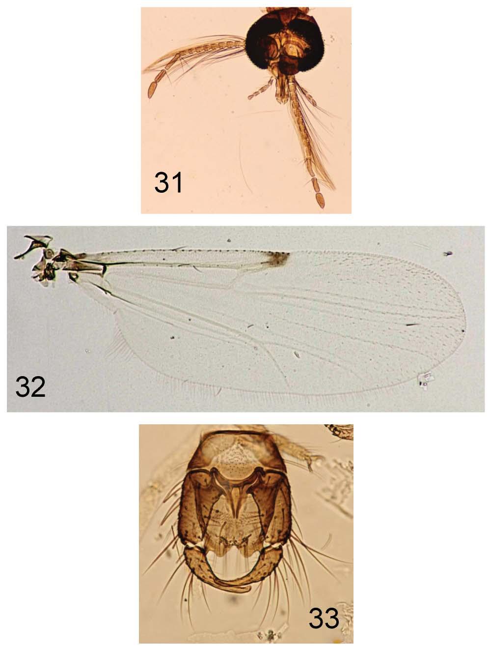 A REVISION OF THE BITING MIDGES INSECTA MUNDI 0441, August 2015 23 Figures 31 33.