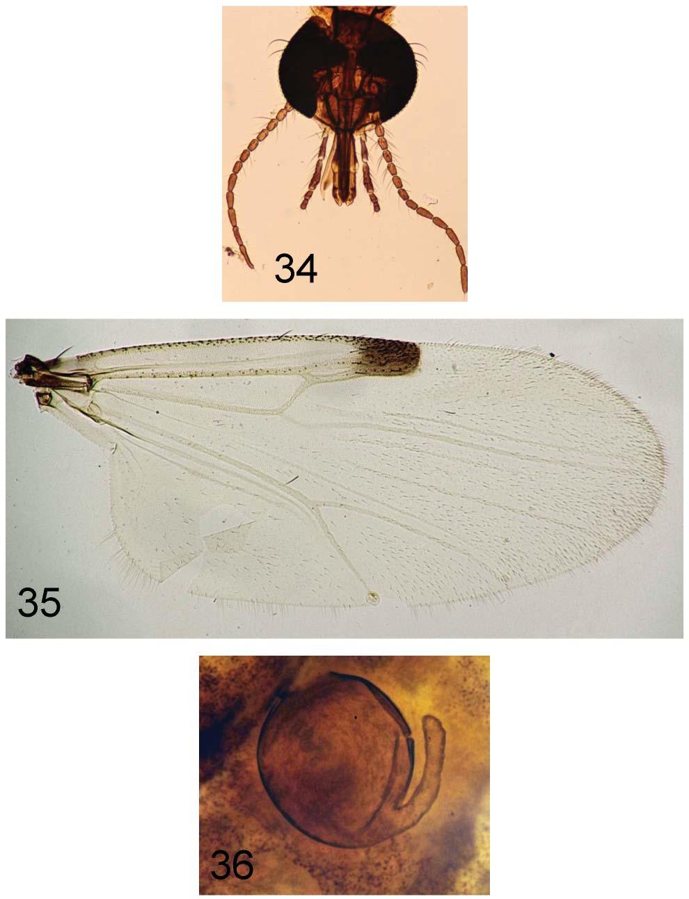 24 INSECTA MUNDI 0441, August 2015 GROGAN AND LYSYK Figures 34 36.