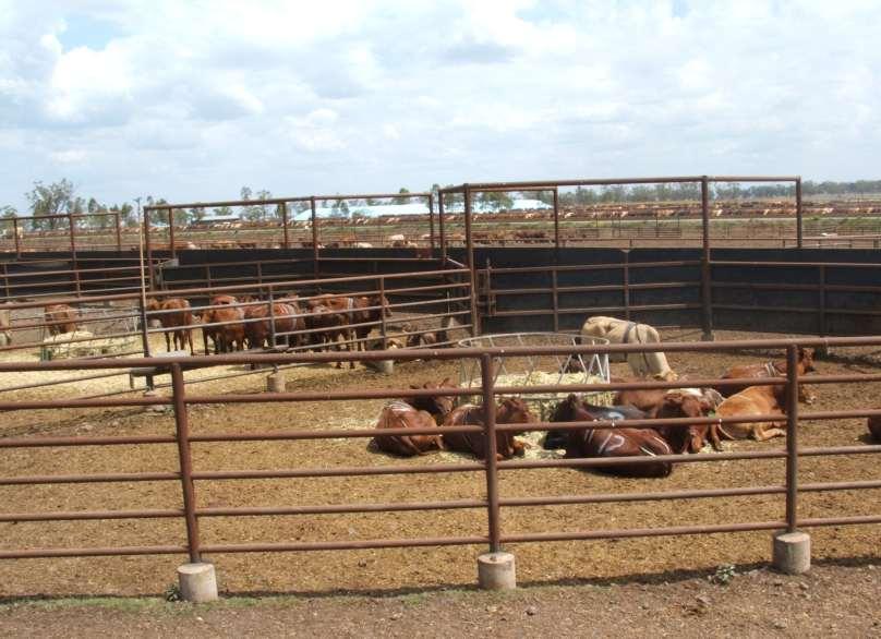 Results - Behaviour during initial 6h recovery (12 and 48 h treatments) Cattle