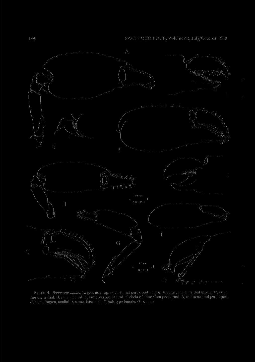 144 PACIFIC SCIENCE, Volume 42, July/October 1988 FIGURE 4. Bannereus anomalus gen. nov., sp. nov. A, first pereiopod, major. B, same, chela, medial aspect. C, same, fingers, medial.