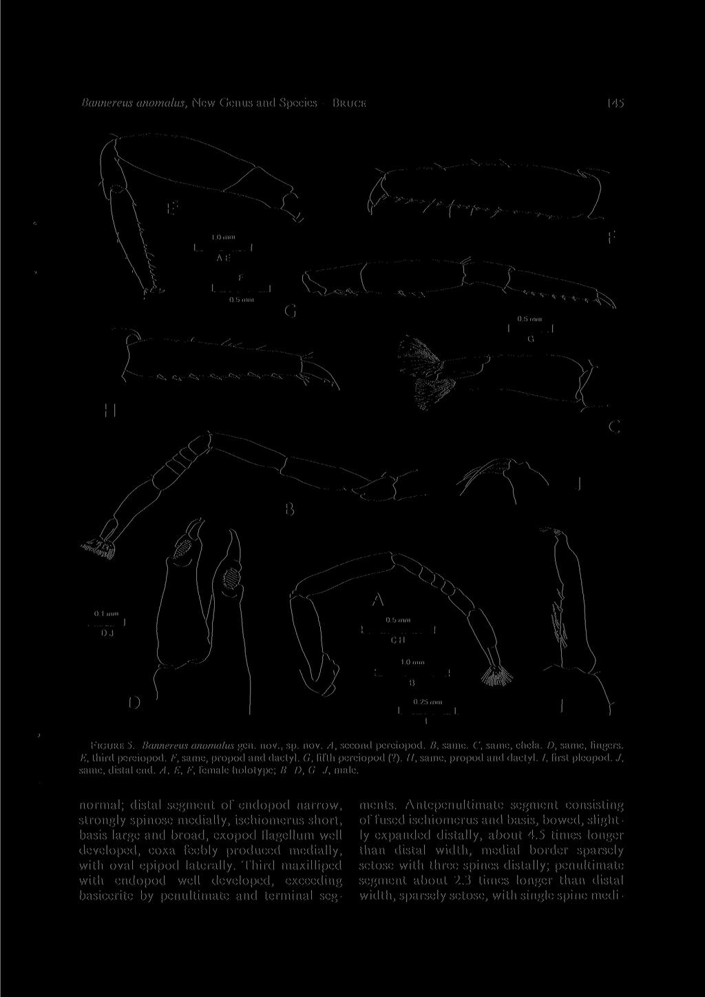 Bannereus anomalus, New Genus and Species BRUCE 145 FIGURE 5. Bannereus anomalus gen. nov., sp. nov. A, second pereiopod. B, same. C, same, chela. Z), same, fingers. E, third pereiopod.