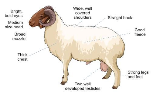 Ideal Awassi Ram Testicles and penis should be firm, free from injury, normal, and adequate in size.