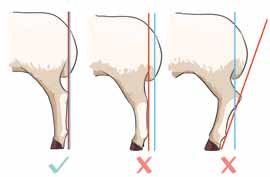 The common front leg structural problems include the conditions of being