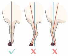 splay-footed is a common defect and is associated with being knock-kneed or