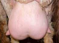 Ewes with hard, lumpy udders should not be considered for