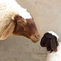 Advices for buying ewes or ewe lambs It is preferable to buy sheep from a nearby area where they are adapted to the prevailing climate of the area, but not very close to the farm and having had no