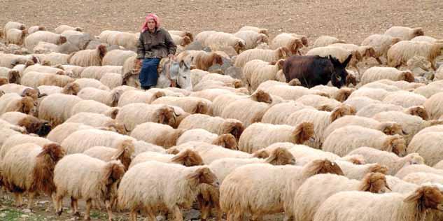 Introduction Selection is the basis for any flock improvement. The accuracy of decision on which animal to keep is critical to progress in improving the sheep flock.