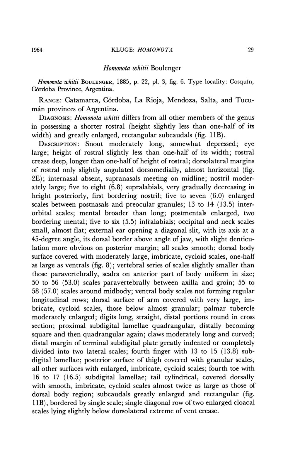1964 KLUGE: HOMONOJTA 29 Homonota whitii Boulenger Homonota whitii BOULENGER, 1885, p. Cordoba Province, Argentina. 22, pl. 3, fig. 6.
