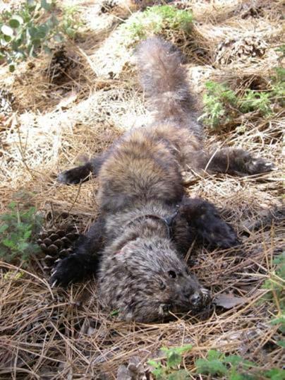 Predator Patterns Across Projects in California Fisher predators 60% killed by bobcats 33% killed by mountain lions 7%