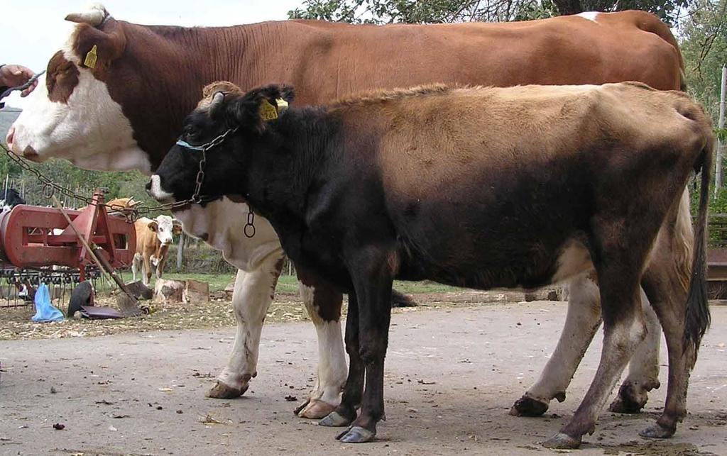 Indigenous Breeds Economic Features 4 Years 140 cm 607 kg (6914 Kg Milk) 45.