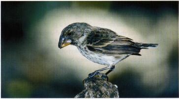 and/or reproduction End result: 100% brown Grants studies on the Galapagos finches