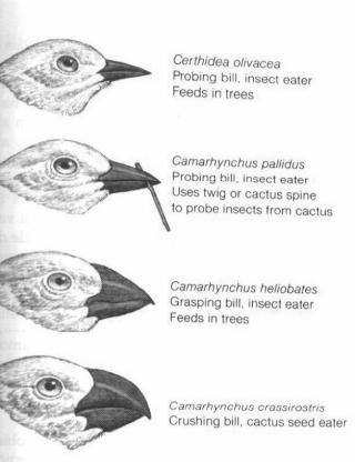 Adaptive radiations Classic example: Darwin s finches (again!