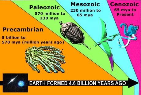 Anaerobic Bacteria Photosynthetic Bacteria Green Algae Multicellular Animals Molluscs Arthropods Chordates Life s Natural History is a record of Successions & Extinctions Jawless Fish Teleost Fish