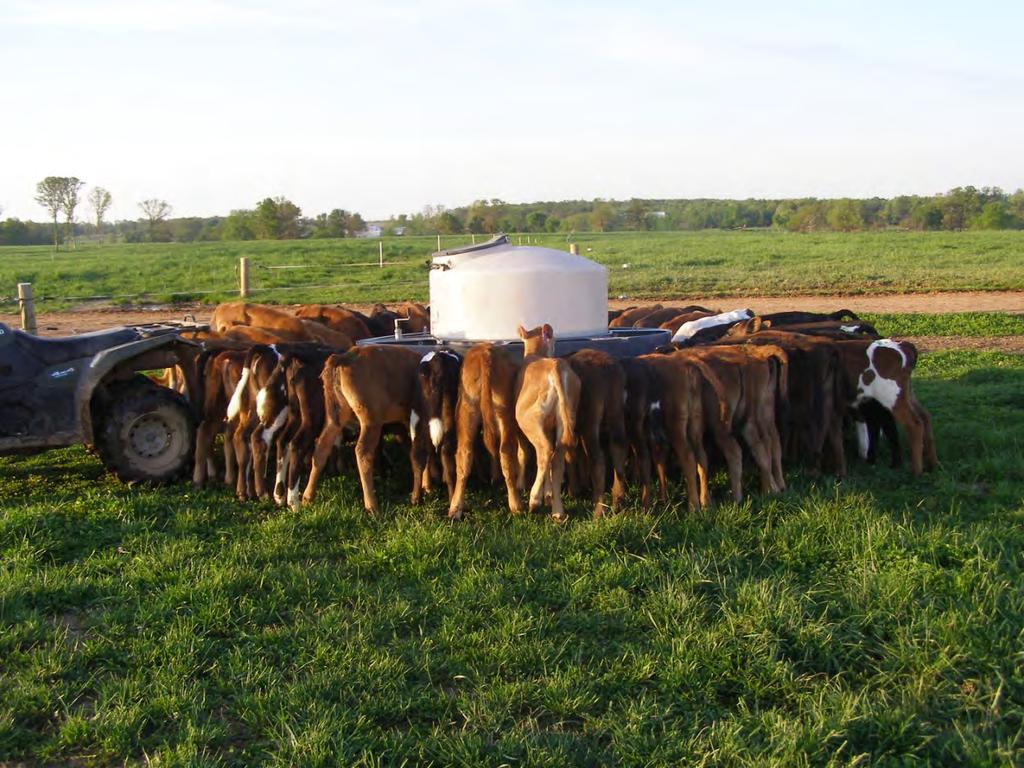 Environment/management Milking