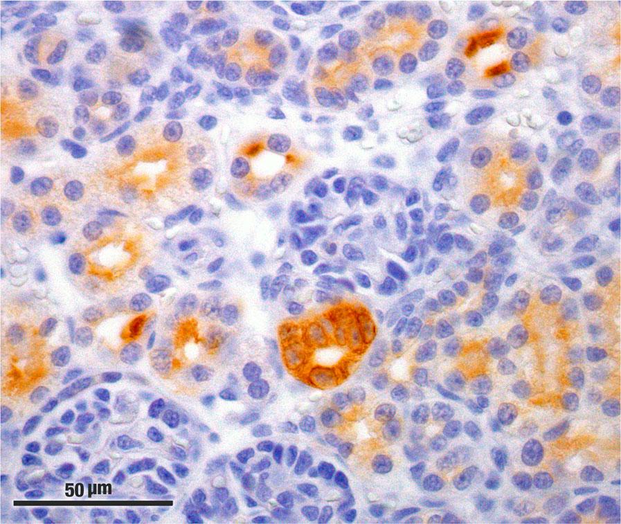Castro-López et al. BMC Veterinary Research (2018) 14:158 Page 3 of 9 (3 μm) and stained with haematoxylin and eosin.