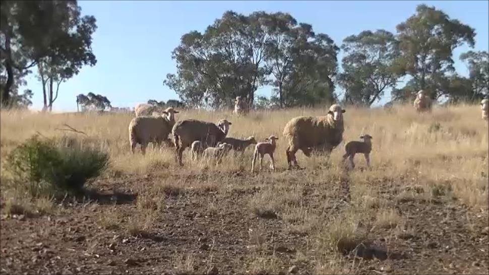 Additional benefits As well as dog control, a key benefit of the fence is making kangaroo numbers manageable, and thus the ability to spell and improve grazing country with confidence.