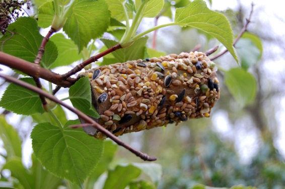 Paper Roll Bird Feeder What do you need? Toilet paper roll Crisco Wild Bird Seed mix Paper plate Twine (optional) Steps: 1. Pour bird seed on the plate. 2.