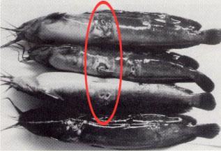 Bruno) Clariid catfish (Clarias batrachus) with ulcerative