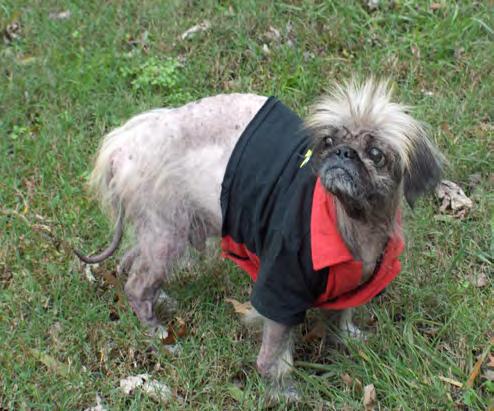 Harry the Pekingese Foster Information More fosters are needed to help other animals in the shelter that need extra care like Harry.