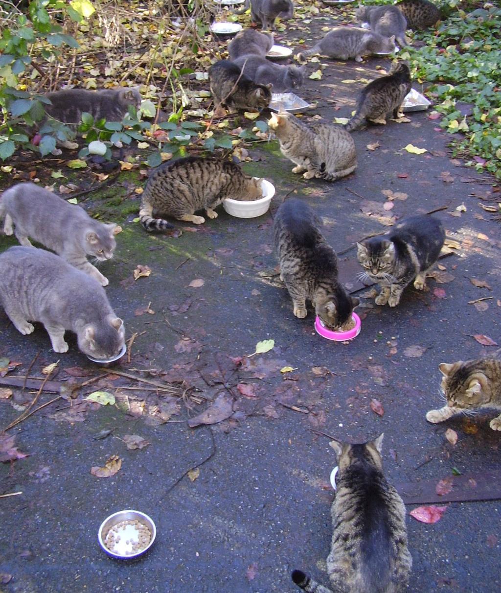 Pet overpopulation A problem we can fix CAT MATH AN