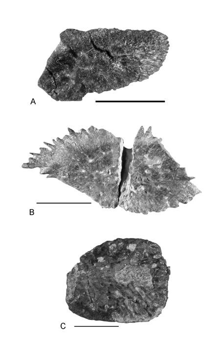 98 FIGURE 21. Phytosaur scutes (dorsal view) of Pseudopalatus from the Snyder quarry. A, NMMNH P-31651; B, NMMNH P-39252; C, NMMNH P-35804. Scale bar = 2 cm. terior and posterior sides.