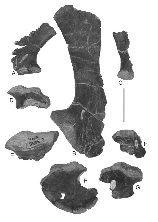 91 FIGURE 2. Pectoral girdle elements of Pseudopalatus from the Snyder quarry in medial view.