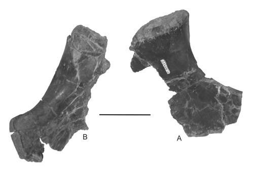 94 FIGURE 9. Pelvic girdle elements of Pseudopalatus from the Snyder quarry in medial view. A, NMMNH P-37346, right ischium; B, NMMNH P-34977, right pubis. Scale bar = 5 cm.