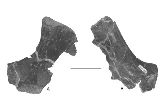 The medial facet is much longer than the lateral facet (25 mm mediolaterally and 64 mm anteroposteriorly) and is more dorsally directed. Hind Limb The femur (Figs.