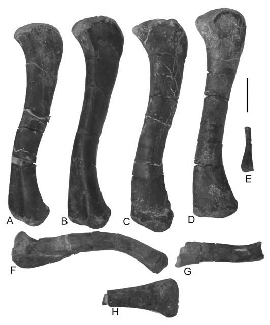 95 FIGURE 11. Femora of Pseudopalatus from the Snyder quarry in anterodorsal view.