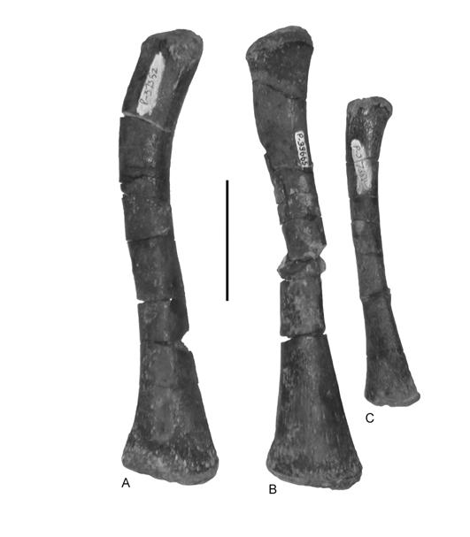 96 FIGURE 15. Fibulae of Pseudopalatus from the Snyder quarry in medial view. A, NMMNH P-37352, right; B, NMMNH P-33665, left; C, NMMNH P-37358, left. Scale bar = 5 cm.