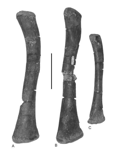 The calcaneum (NMMNH P-34753, left) is a thin bone with multiple articulation facets (Fig. 17E, 18E). It resembles a metapodial in outline.