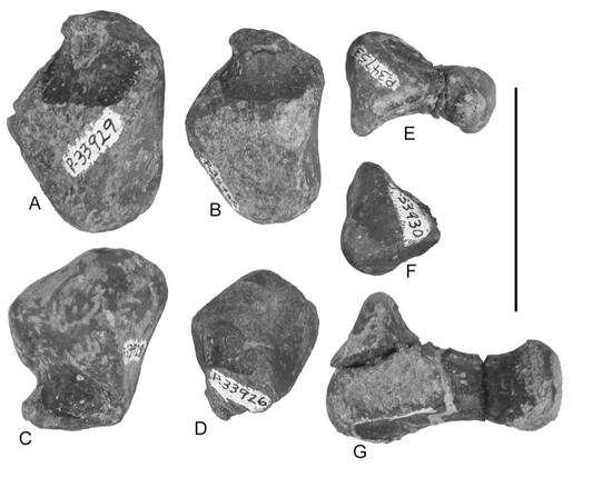G, NMMNH P-39204, calcaneum. Scale bar = 5 cm. FIGURE 18. Tarsals of Pseudopalatus from the Snyder quarry in dorsal view.  G, NMMNH P-39204, calcaneum. Scale bar = 5 cm. FIGURE 19.