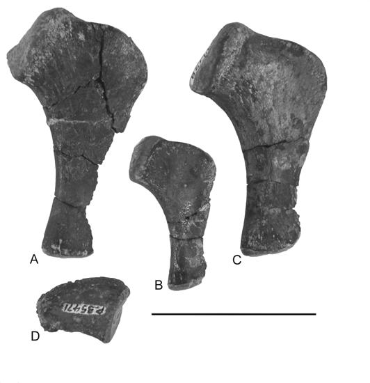 FIGURE 20. Metatarsals of Pseudopalatus from the Snyder quarry (opposite side from Fig. 19).