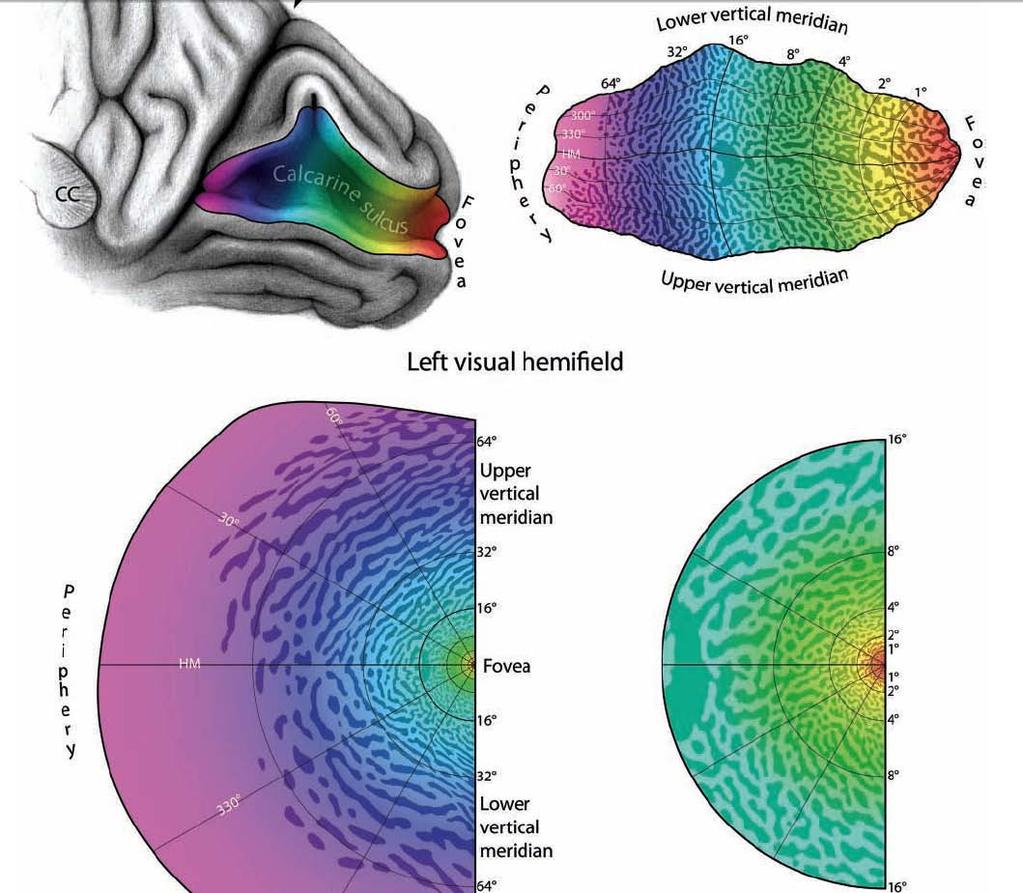 Human visual cortex continued