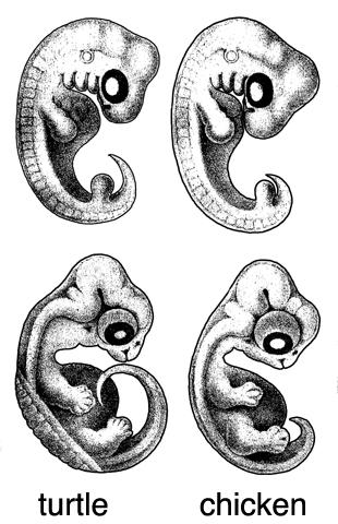 Embryology Scientists like Karl von Baer and Louis Agassiz had already pointed out similarities between the embryos of species