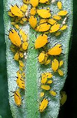 Hemiptera, 3 suborders 1.