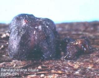 (cochineal insect)