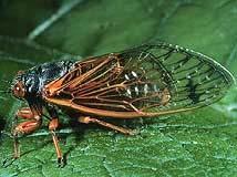 (bed bug) Triatoma