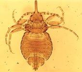 Phthiraptera = Parasitic lice