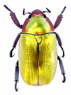 Coleoptera = Beetles