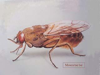 Aedes aegypti (dengue fever, yellow fever,