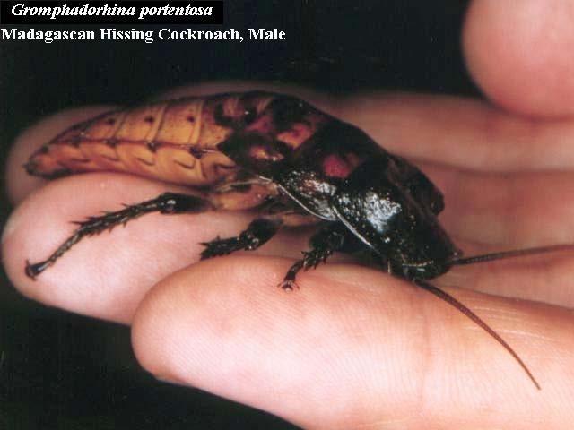 Blattodea = Cockroaches