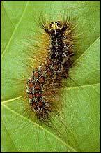 Lymantria dispar (Gypsy moth) and many pests