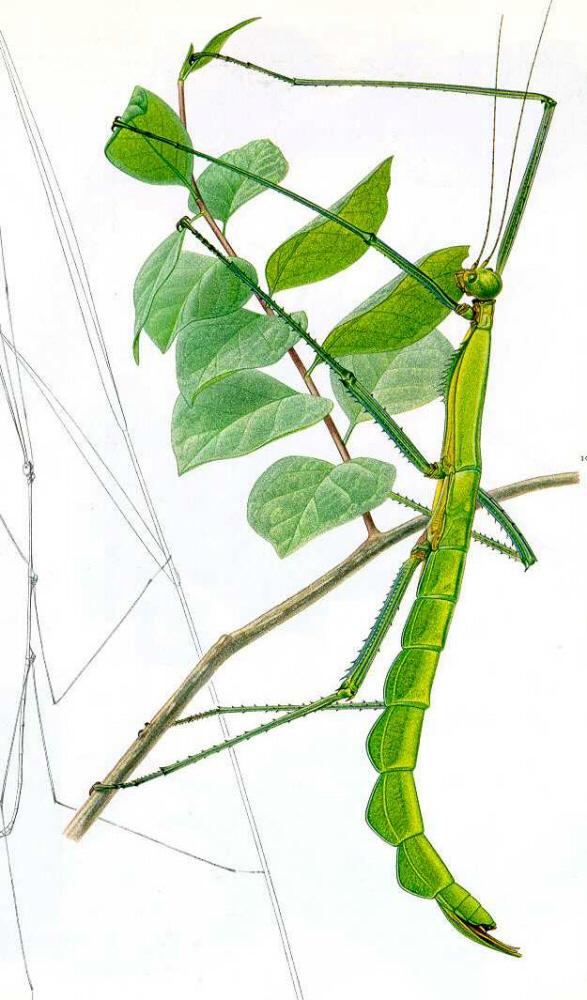 Phasmatodea = stick and leaf